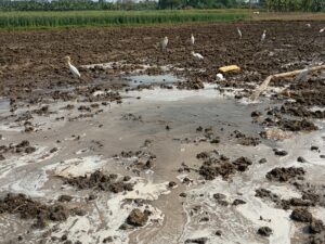 preparing the land for farming, giving water and plough on land